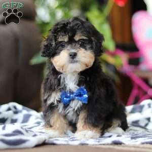 Snickers, Shih-Poo Puppy